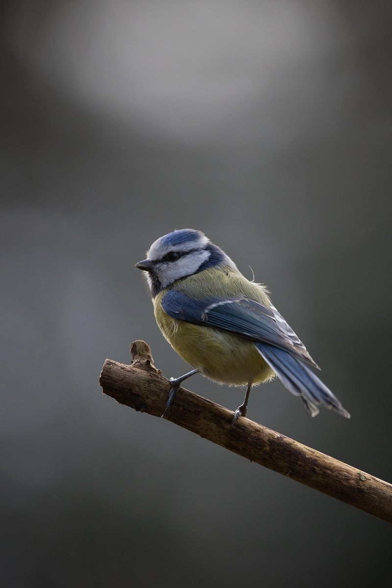 Singing Birds