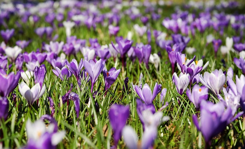 Green Sprouts and Flowers